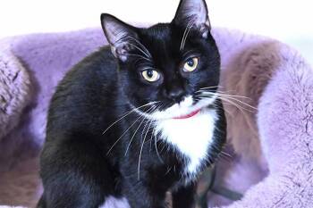 Domestic Short Hair Cats Available for Adoption in Fort Lauderdale, Florida - CHARMY | PetCurious