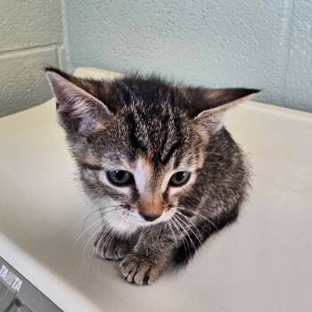 Rescue Domestic Short Hair Cats for Adoption in Eureka Springs, Arkansas - Peppermint | PetCurious