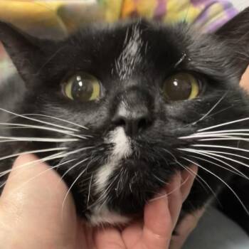 Remy -  Domestic Short Hair Cat for Adoption in Dekalb, Illinois - Remy | PetCurious