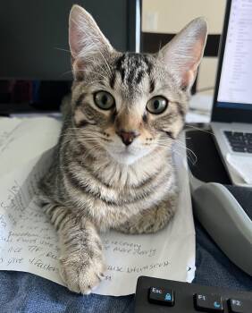 Chewy -  Tabby Cat for Adoption in Wyandotte, Michigan - Chewy | PetCurious
