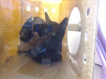 Rescue Domestic Short Hair Cats for Adoption in Sacramento, California - MAMA (GARDEN CAT) | PetCurious