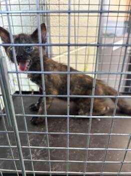 Nf21c Caliope -  Domestic Short Hair Cat for Adoption in Lawrenceville, Georgia - Nf21c Caliope | PetCurious