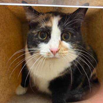 Nascar -  Domestic Short Hair Cat for Adoption in Reno, Nevada - Nascar | PetCurious