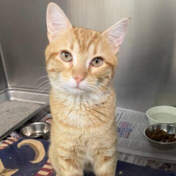 Depth Seeker -  Domestic Short Hair Cat for Adoption in Dekalb, Illinois - Depth Seeker | PetCurious