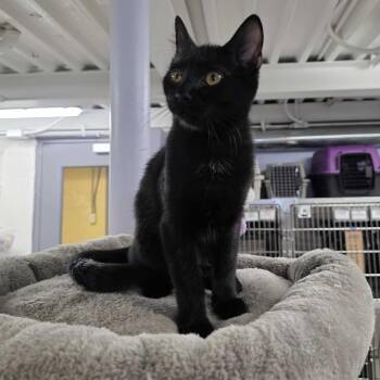 Randy -  Domestic Short Hair Cat for Adoption in Falls Church, Virginia - Randy | PetCurious