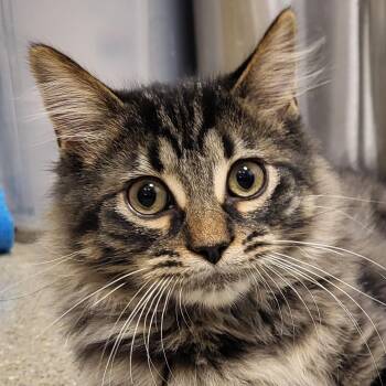 Classico -  Domestic Long Hair Cat for Adoption in Grayslake, Illinois - Classico | PetCurious