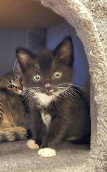Finch -  Domestic Short Hair Cat for Adoption in Vancouver, Washington - Finch | PetCurious