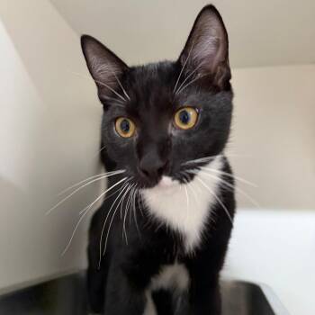 Martini -  Domestic Short Hair Cat for Adoption in Branford, Connecticut - Martini | PetCurious