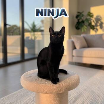 Sweet Ninja -  Domestic Short Hair Cat for Adoption in Boca Raton, Florida - Sweet Ninja | PetCurious