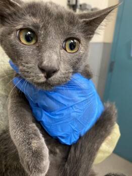 ANGELICAT -  Domestic Short Hair Cat for Adoption in Las Vegas, Nevada - ANGELICAT | PetCurious