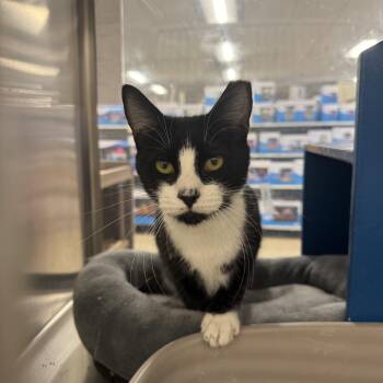 Scooter the Tripod -  Tuxedo Cat for Adoption in Fresno, California - Scooter The Tripod | PetCurious