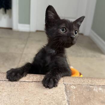 Rescue Domestic Short Hair Cats for Adoption in Bryan, Texas - Bart | PetCurious