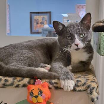 Rescue Domestic Short Hair Cats for Adoption in Riverbank, New Brunswick - Jenga | PetCurious