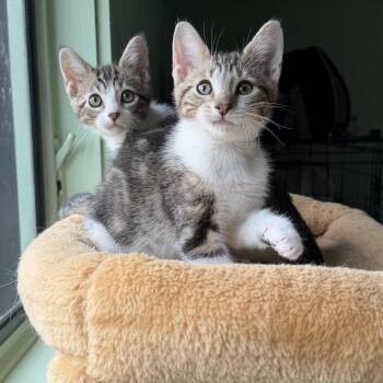 Bonsai & Haiku -  Domestic Short Hair Cat Available for Adoption in Buffalo, New York - Bonsai & Haiku | PetCurious