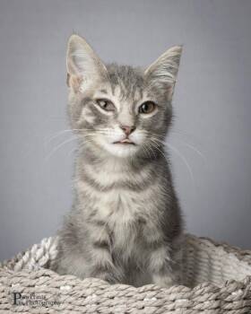 Mia -  Domestic Short Hair Cat for Adoption in Maryville, Tennessee - Mia | PetCurious