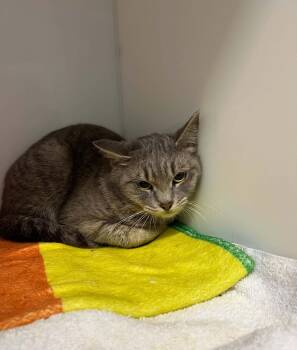 CLAUDIE -  Domestic Short Hair Cat for Adoption in Delson, Quebec - CLAUDIE | PetCurious