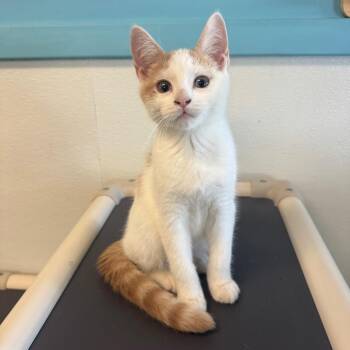 Manhattan -  Domestic Short Hair Cat for Adoption in Decatur, Georgia - Manhattan | PetCurious
