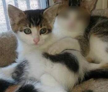 Calico Cats Available for Adoption in Livonia, Michigan - Fg Litter Cyrus | PetCurious