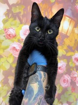 GUINEVERE -  Domestic Short Hair Cat for Adoption in San Bernardino, California - GUINEVERE | PetCurious