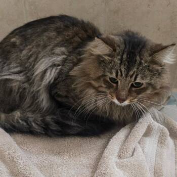 Domestic Medium Hair and Maine Coon Cats Available for Adoption in Fort Lauderdale, Florida - Aslan | PetCurious