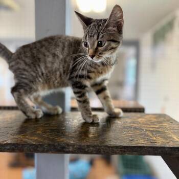 Chase 26-07-012 -  Domestic Short Hair Cat for Adoption in Bastrop, Texas - Chase 26-07-012 | PetCurious