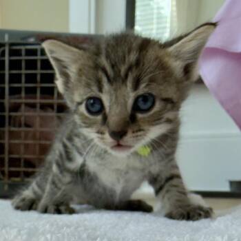 Ducky -  Domestic Short Hair Cat for Adoption in Nashville, Tennessee - Ducky | PetCurious
