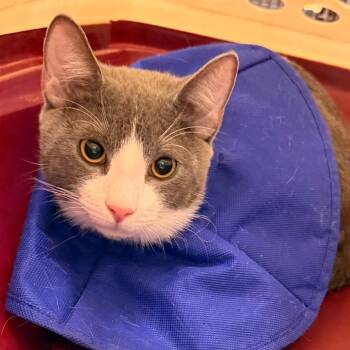 Gizzy -  Domestic Short Hair Cat for Adoption in Philadelphia, Pennsylvania - Gizzy | PetCurious