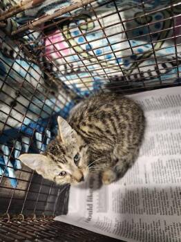 TEVIN -  Domestic Short Hair Cat for Adoption in San Antonio, Texas - TEVIN | PetCurious