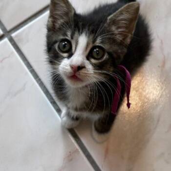 Sunday -  Domestic Short Hair Cat for Adoption in Tampa, Florida - Sunday | PetCurious