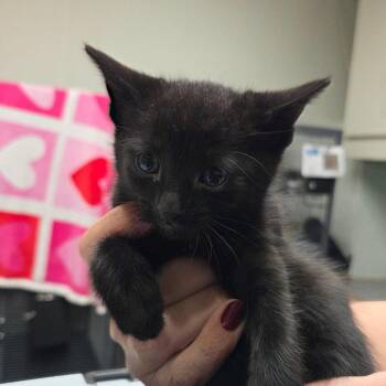 Domestic Short Hair Cats Available for Adoption in Dallas, Texas - Ramon | PetCurious