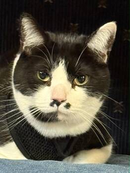 Rescue American Shorthair Cats for Adoption in Torrey, Utah - Cosmo | PetCurious