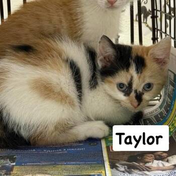 Taylor -  Domestic Short Hair Cat for Adoption in Philadelphia, Pennsylvania - Taylor | PetCurious