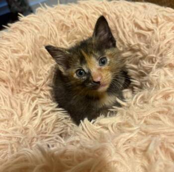 Evi -  Tortoiseshell Cat for Adoption in Miami, Florida - Evi | PetCurious