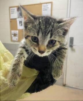 Thelma -  Domestic Short Hair Cat for Adoption in Nashville, Tennessee - Thelma | PetCurious