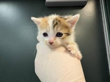 LAVENDER -  Domestic Short Hair Cat for Adoption in Thousand Palms, California - LAVENDER | PetCurious