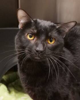 Rescue Domestic Short Hair Cats for Adoption in Fishers, Indiana - Connor | PetCurious