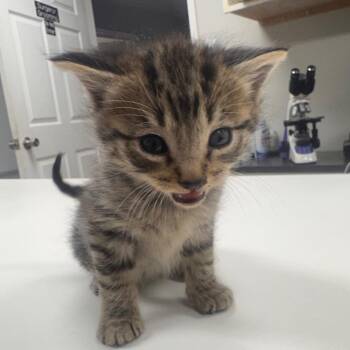 Domestic Short Hair Cats Available for Adoption in Starkville, Mississippi - Luke | PetCurious