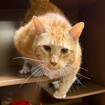 Gus -  Domestic Medium Hair Cat for Adoption in Middlebury, Vermont - Gus | PetCurious