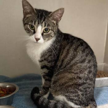 Domestic Short Hair Cats Available for Adoption in Fredericksburg, Virginia - Vashti | PetCurious
