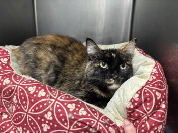 Rescue Domestic Short Hair Cats for Adoption in Frankfort, Indiana - Pixle | PetCurious