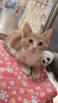 Sunkist -  Domestic Short Hair Cat for Adoption in Missoula, Montana - Sunkist | PetCurious