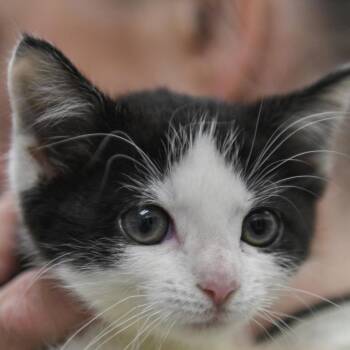 Bronco -  Domestic Short Hair Cat for Adoption in Redwood City, California - Bronco | PetCurious