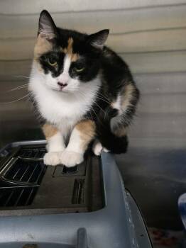 Annabelle -  Domestic Short Hair Cat for Adoption in Detroit Lakes, Minnesota - Annabelle | PetCurious