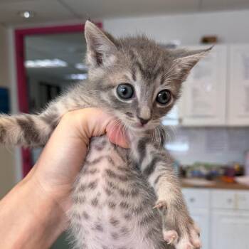 Jigsaw 21 -  Domestic Short Hair Cat for Adoption in Austin, Texas - Jigsaw 21 | PetCurious