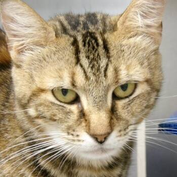 Domestic Short Hair Cats Available for Adoption in New York, New York - Alyx | PetCurious