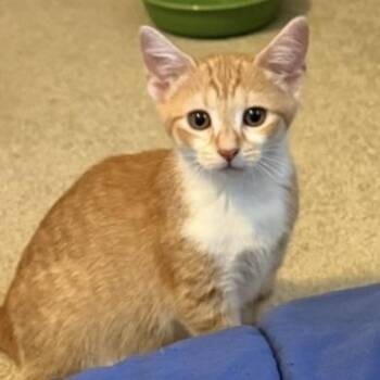 Dolly -  Domestic Short Hair Cat for Adoption in Shinnston, West Virginia - Dolly | PetCurious