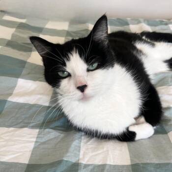 Damon -  Domestic Short Hair Cat for Adoption in State College, Pennsylvania - Damon | PetCurious