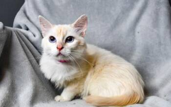 Domestic Medium Hair and Siamese Cats Available for Adoption in Yakima, Washington - Flame | PetCurious