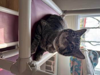 Domestic Short Hair Cats Available for Adoption in Salem, Ohio - Henry  | PetCurious