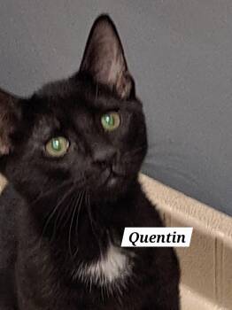 Rescue Domestic Short Hair Cats for Adoption in Greenville, Delaware - Quentin (FCID# 10/16/2025 - 59 Brandywine PS) C | PetCurious